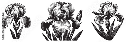 Iris flower in traditional woodcut drawing, black and white botanical illustration