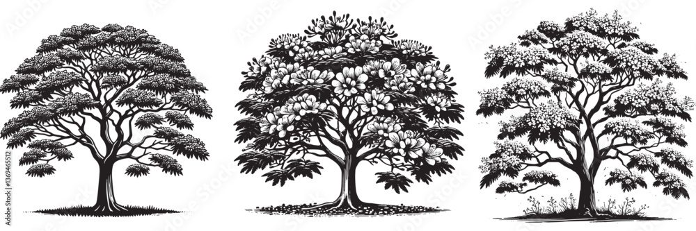 Obraz premium Jacaranda tree in traditional woodcut drawing, black and white botanical illustration