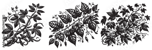 Liana Plant in traditional woodcut drawing, black and white botanical illustration