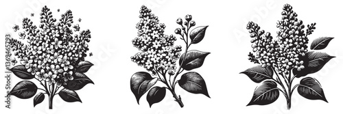 Lilac flower in traditional woodcut drawing, black and white botanical illustration