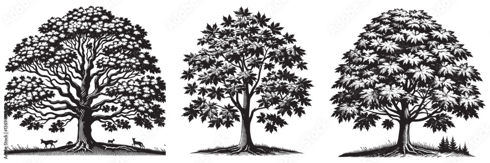 Obraz premium Norway Maple tree in traditional woodcut drawing, black and white botanical illustration