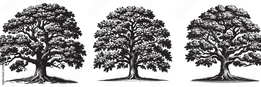 Obraz premium Oak tree in traditional woodcut drawing, black and white botanical illustration