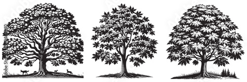 Norway Maple tree in traditional woodcut drawing, black and white botanical illustration
