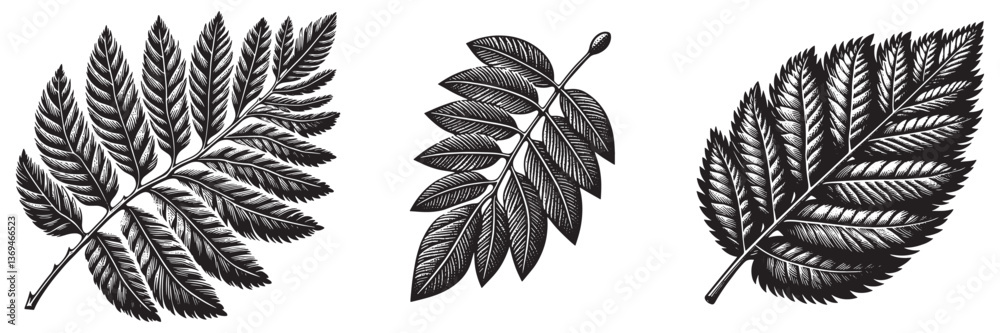 Fototapeta premium Osage Orange Leaf in traditional woodcut drawing, black and white botanical illustration