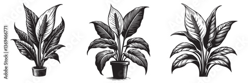 Peace Lily plant in traditional woodcut drawing, black and white botanical illustration