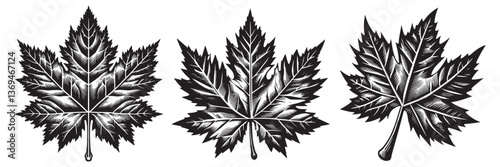 Plane Tree Leaf in traditional woodcut drawing, black and white botanical illustration