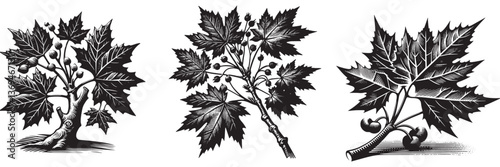 Plane Tree twig in traditional woodcut drawing, black and white botanical illustration