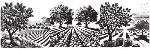 Wallpaper Mural Pistachio Plantation in traditional woodcut drawing, black and white botanical illustration Torontodigital.ca