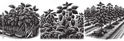 Wallpaper Mural Raspberry Plantation in traditional woodcut drawing, black and white botanical illustration Torontodigital.ca