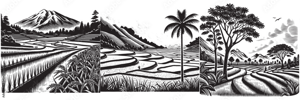 Fototapeta premium Rice Paddy Field in traditional woodcut drawing, black and white botanical illustration