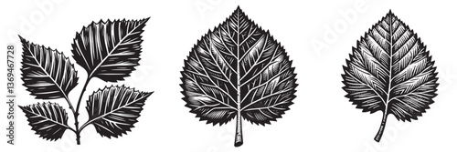 River Birch Leaf in traditional woodcut drawing, black and white botanical illustration