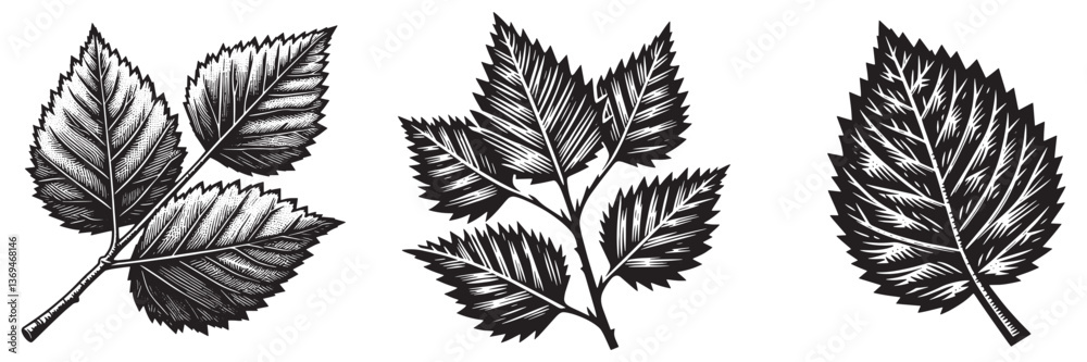 Fototapeta premium Silver Birch Leaf in traditional woodcut drawing, black and white botanical illustration