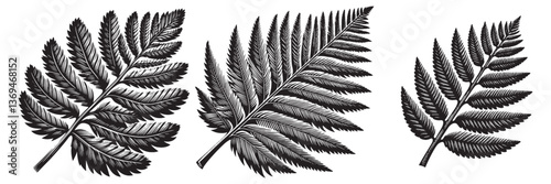 Sequoia Leaf in traditional woodcut drawing, black and white botanical illustration