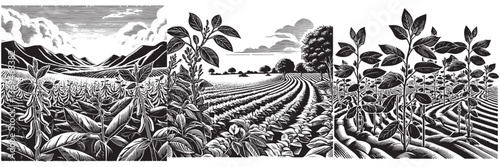 Soybean Plantation in traditional woodcut drawing, black and white botanical illustration