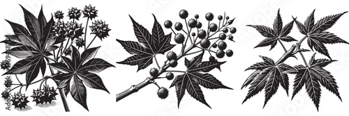 Sweetgum twig in traditional woodcut drawing, black and white botanical illustration