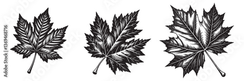 Sycamore Leaf in traditional woodcut drawing, black and white botanical illustration