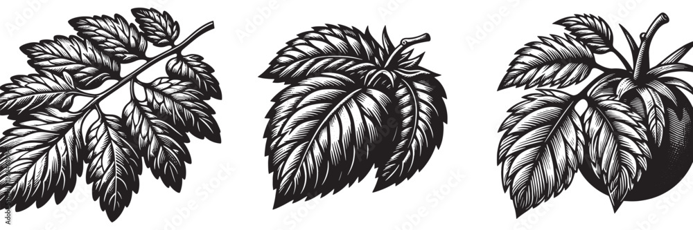 Fototapeta premium Tomato Leaf in traditional woodcut drawing, black and white botanical illustration