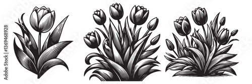 Tulip plant in traditional woodcut drawing, black and white botanical illustration