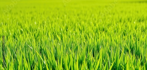 Vibrant green rectangular grass field background, grass, idyllic photo
