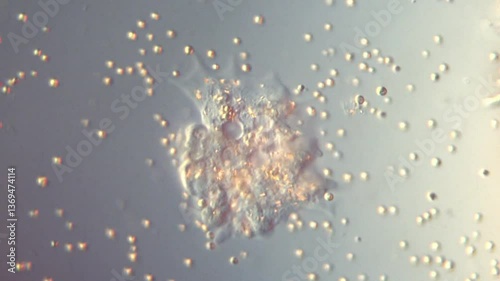 Amoeba motility in freshwater-400x DIC microscope differential interference contrast microscopic footage of protists with details of cytoplasmic movement amoeboid protist