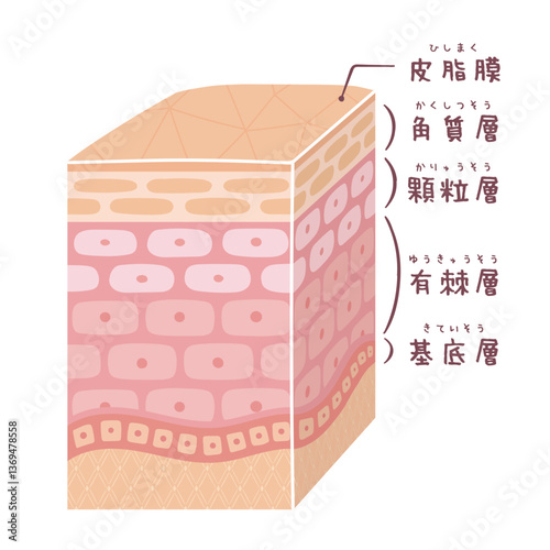 立体的で細い肌の断面図(名称有り)