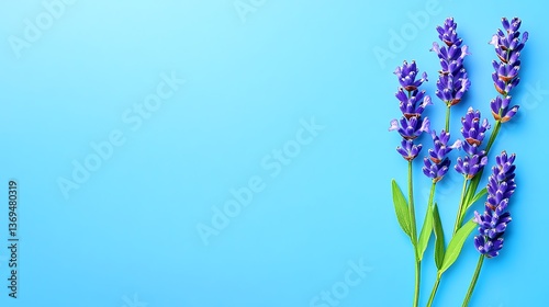 Beautiful lavender sprigs arranged elegantly against a vibrant blue background