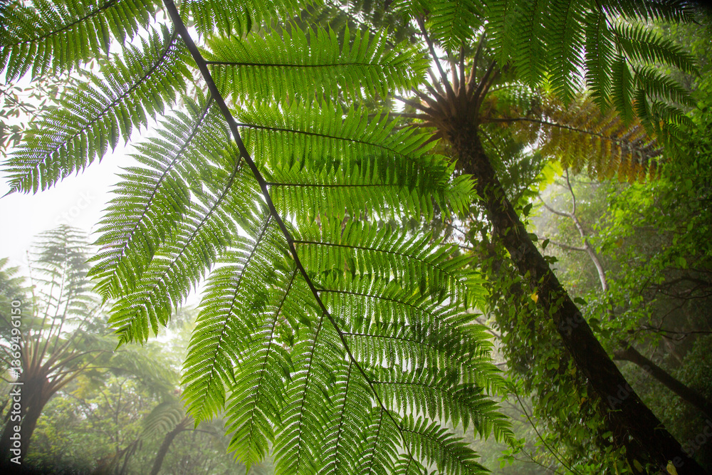 Fototapeta premium 奄美大島の自然、亜熱帯の森、世界自然遺産の森。