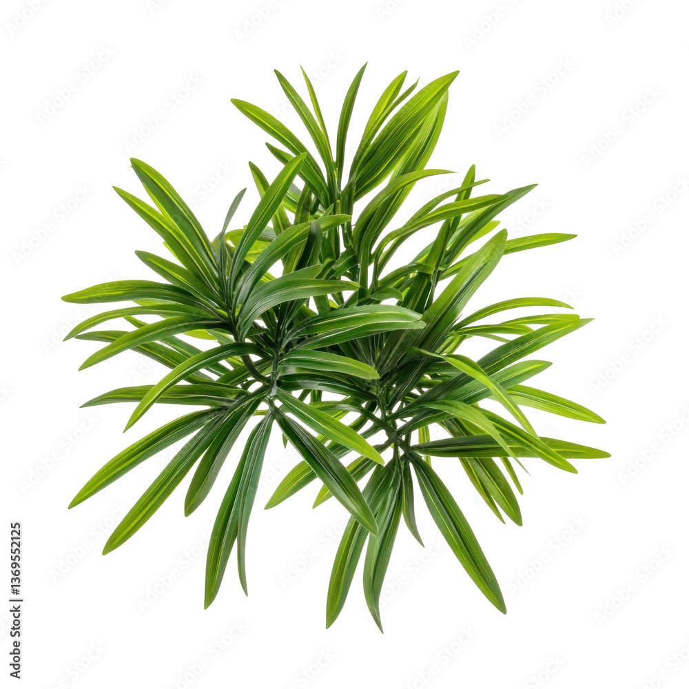 Broadleaf Ladybug Image on transparent background Broadleaf Ladybug Image on transparent background