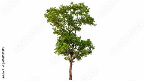 4K tree footage isolated on white background 