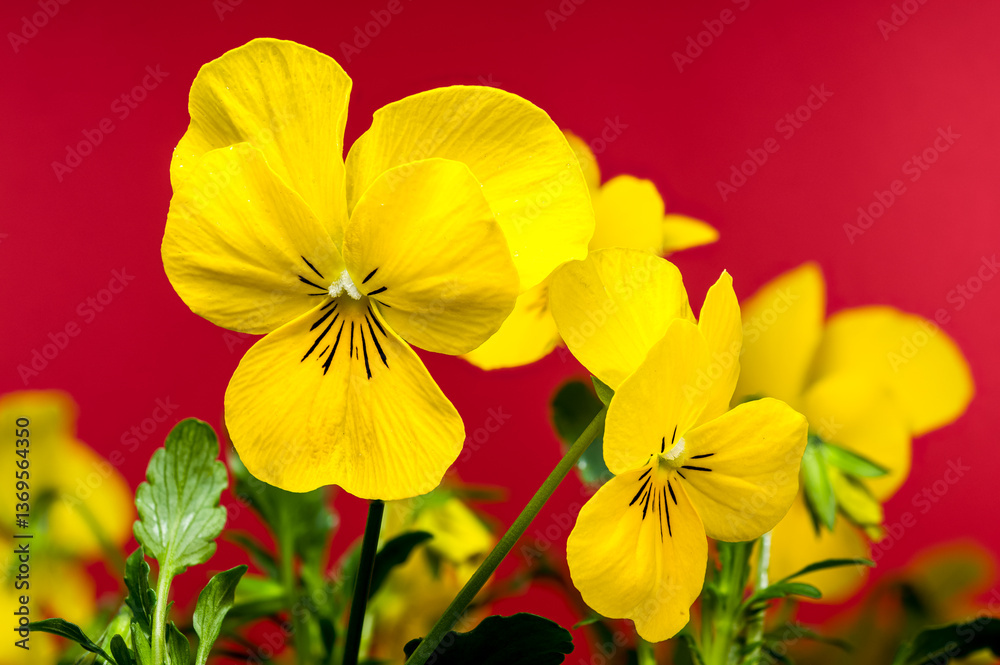 Fototapeta premium Yellow Pansy Flowers in Bloom on red background