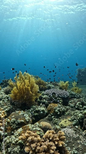 Wallpaper Mural Sea life of coral reefs of Tulamben, Bali, Indonesia. 4k vertical underwater video Torontodigital.ca