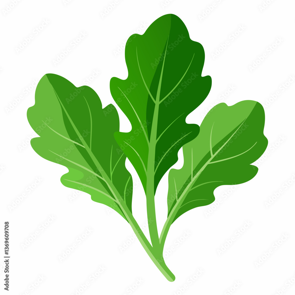 Naklejka premium Arugula vegetable isolated vector