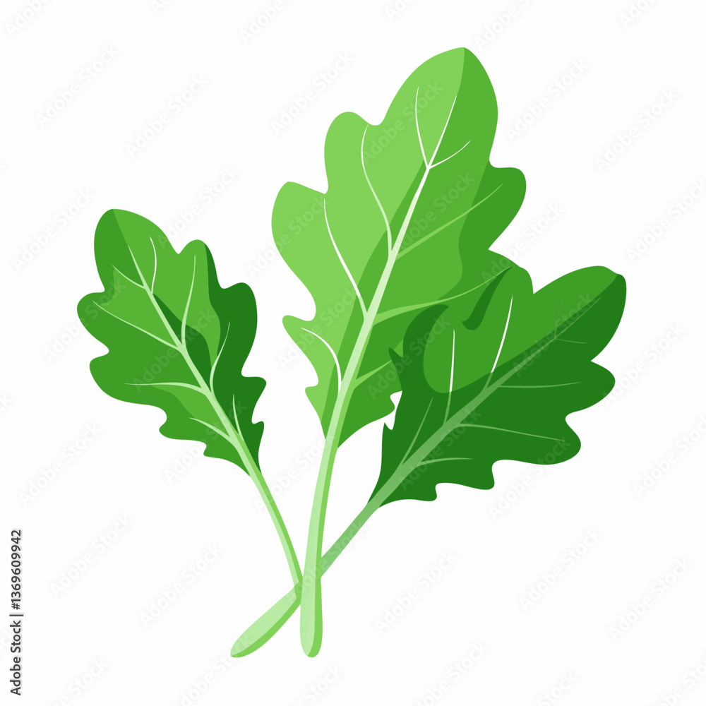 Naklejka premium Arugula vegetable isolated vector