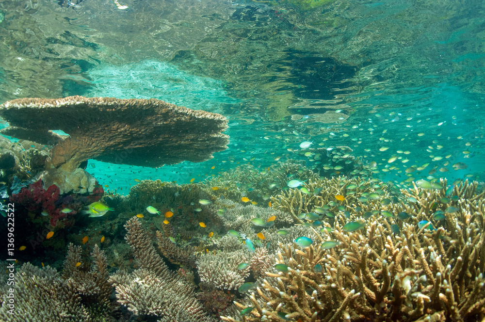Fototapeta premium Reef scenic with pristine stony corals, Raja Ampat West Papua Indonesia.