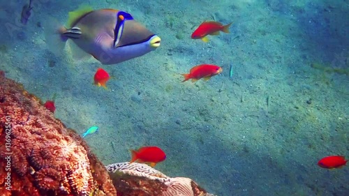 Exotic coral trigger-fish (Rhinecanthus assasi) swims among corals, it belongs to the family Balistidae, this beautiful fish is endemic of the Red Sea and Persian gulf, inhabits coral reefs