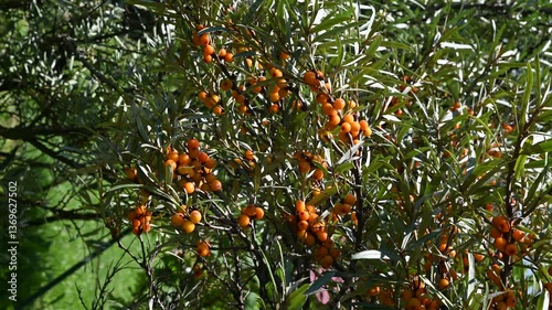Branch of ripe sea buckthorn (Hippophae ) berries in the garden. The shrub is also known as sandthorn, sallowthorn, or seaberry.