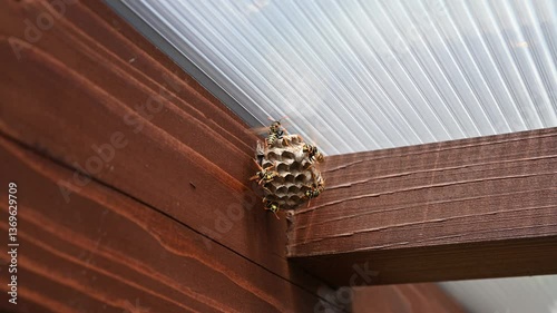 European wasp (Vespula germanica) building a nest to start a new colony