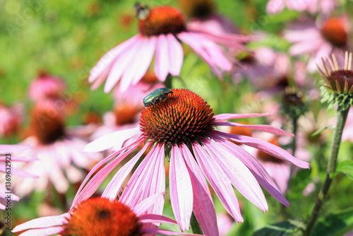Green beetle on an echinacea flower in the garden