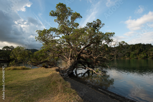 Old pōhutukawa tree (metrosideros excelsa) growing on the bank of the Puhoi River estuary. Wenderholm Regional Park, Auckland, New Zealand.
