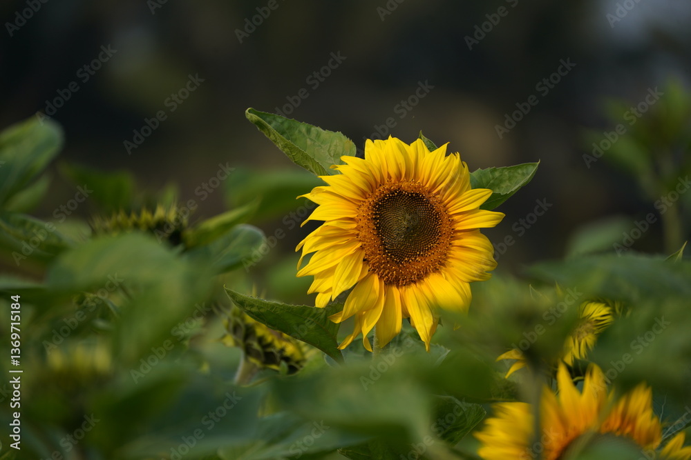Fototapeta premium Sunflower in the garden.