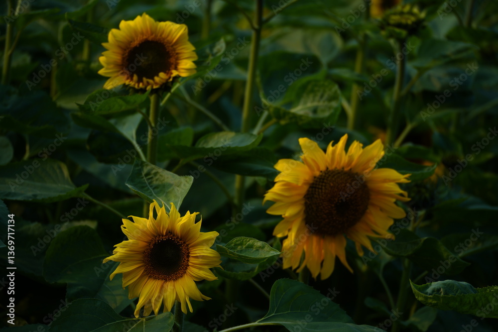 Fototapeta premium Sunflower in the garden.
