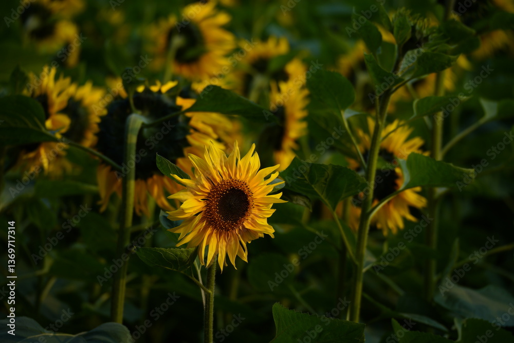 Obraz premium Sunflower in the garden.