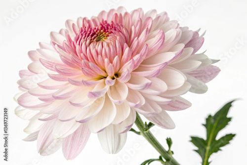 Chrysanthemum flower photography on white background