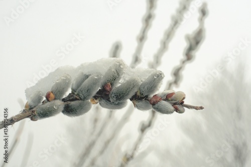 Spring willow branch covered with snow.