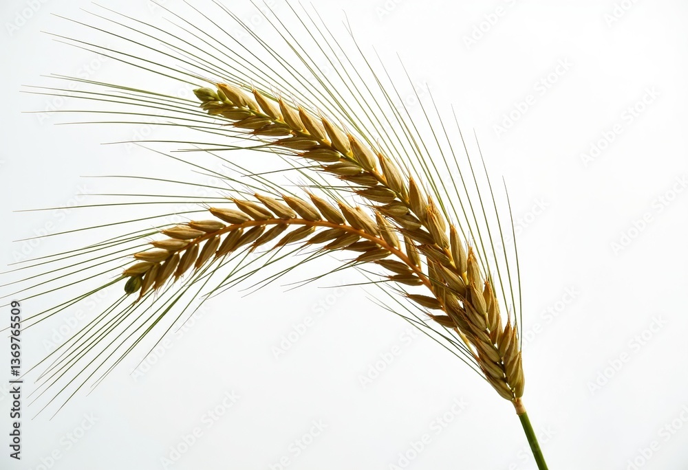 Fototapeta premium Elegant Barley Plant Close-Up: Realistic Studio Shot Isolated on Pure White, Perfect for Food Product Photography & Agricultural Marketing.
