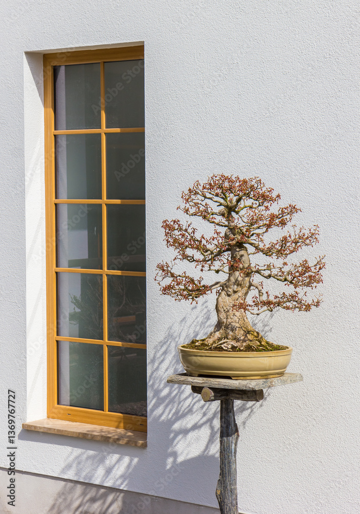 Bonsai tree in front of a white wall in the japanese garden of Bad Langensalza, Germany