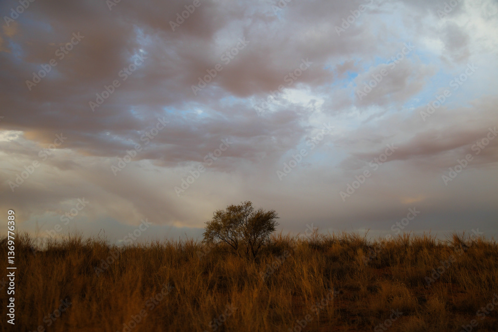 Fototapeta premium Tree standing alone on arid dune in the Kalahari Desert