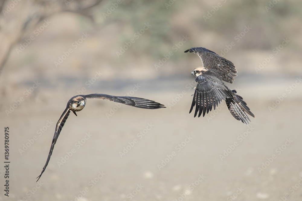 Fototapeta premium Lanner falcon raptor on the hunt for small birds in the Kalahari Desert