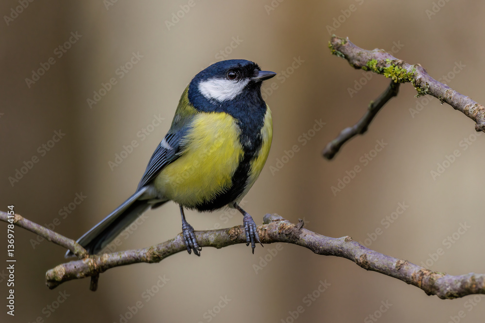 Fototapeta premium Kohlmeise (parus major)