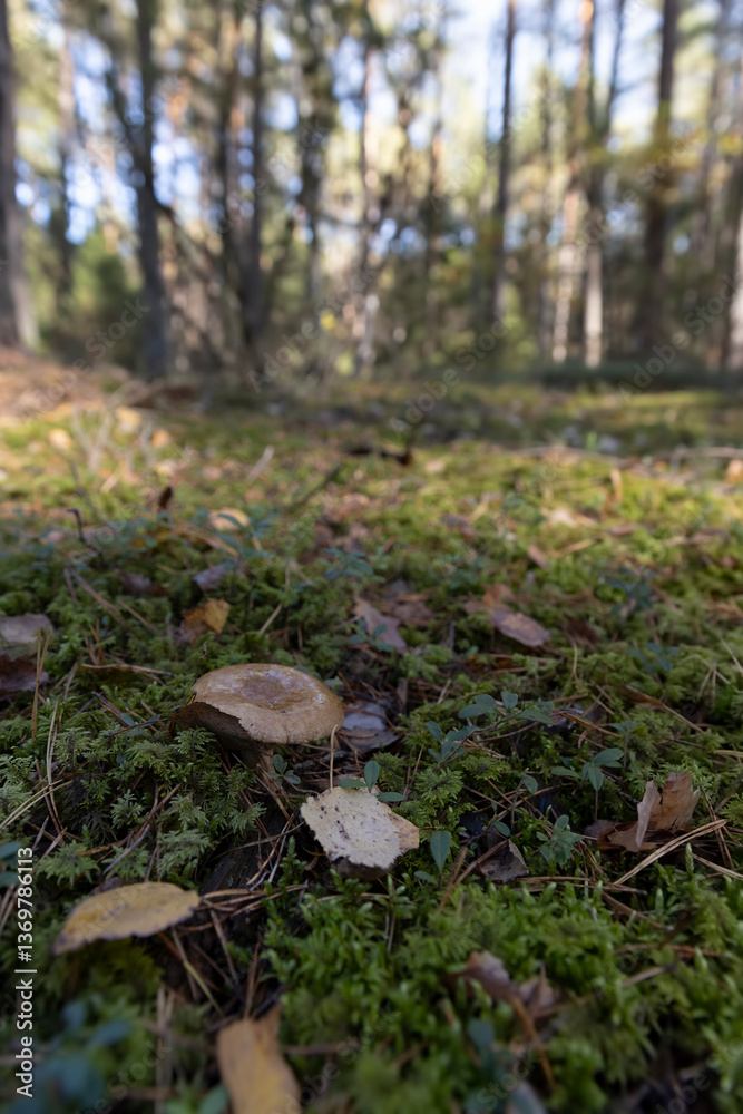 Fototapeta premium Dangerous poisonous mushrooms hidden in the forest
